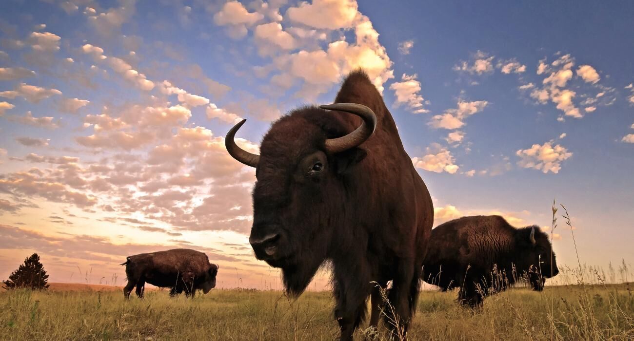 Custer_Buffalo%20-%20Natural.jpg